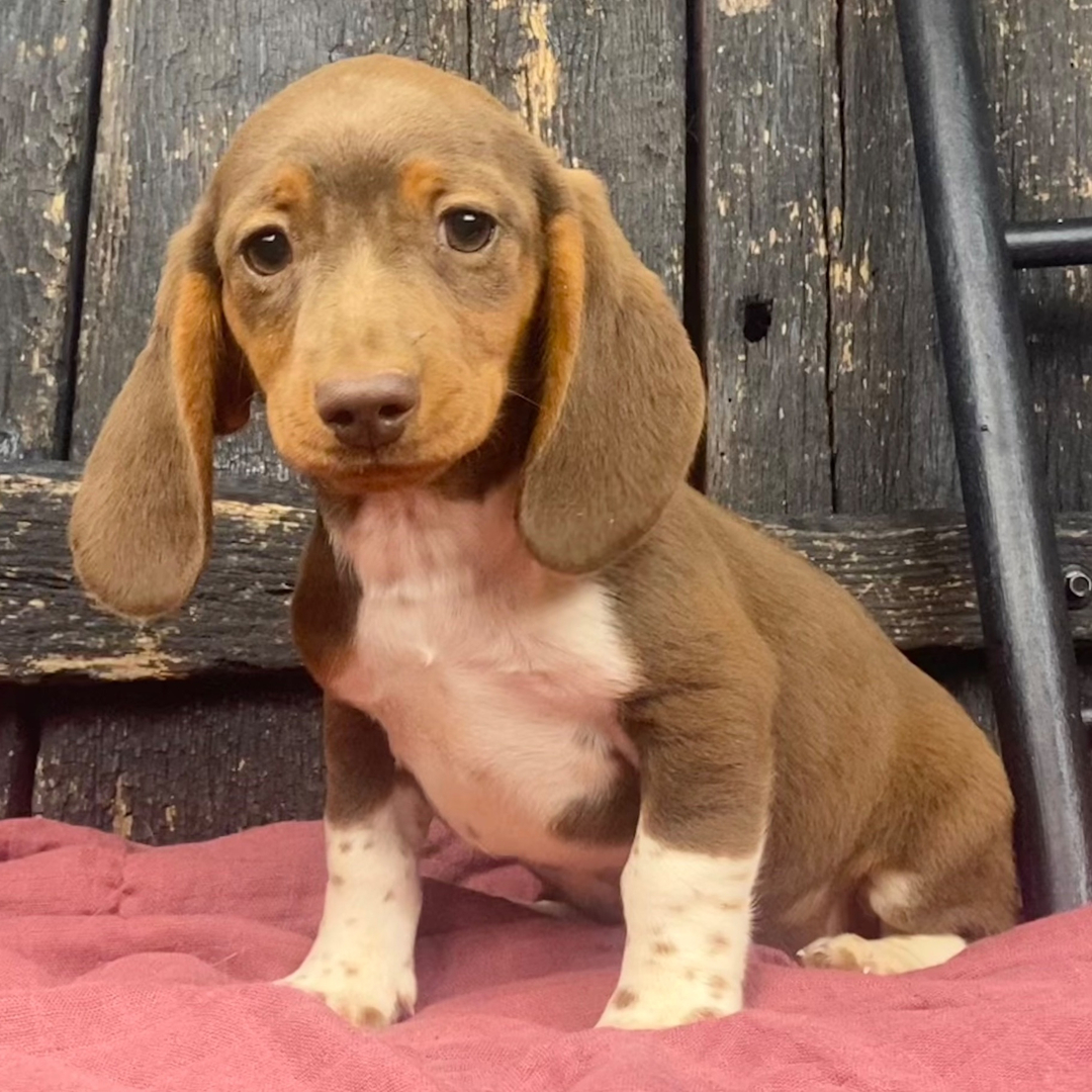 🐾 Female Dachshund Puppy for Adoption – Rosy , Miniature Smooth-Haired | Chocolate & Tan | AKC Registered