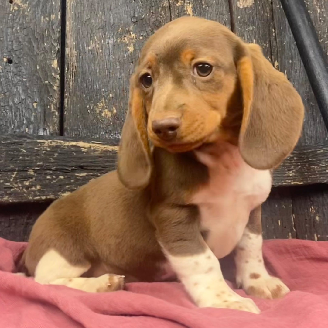 🐾 Female Dachshund Puppy for Adoption – Rosy , Miniature Smooth-Haired | Chocolate & Tan | AKC Registered - Image 2