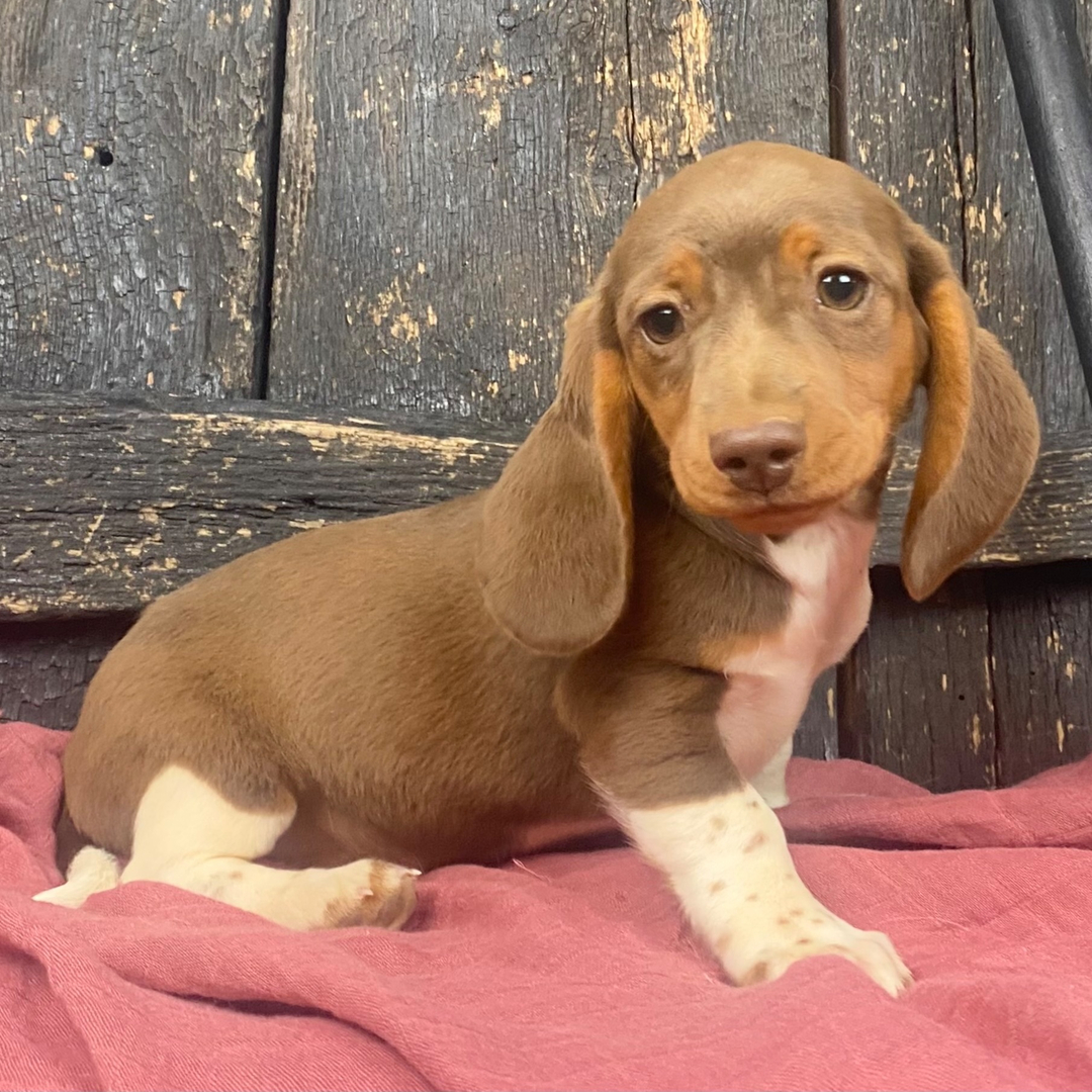 🐾 Female Dachshund Puppy for Adoption – Rosy , Miniature Smooth-Haired | Chocolate & Tan | AKC Registered - Image 3