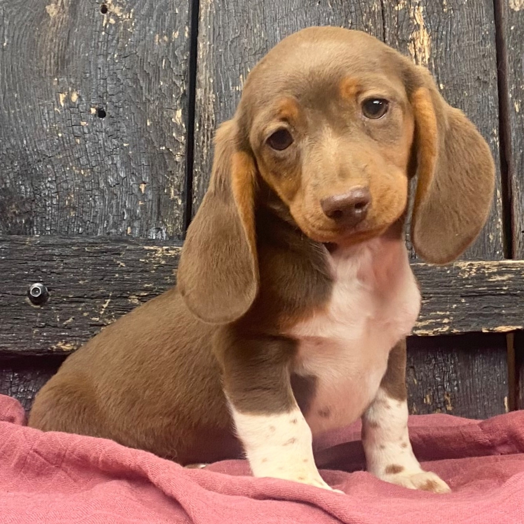 🐾 Female Dachshund Puppy for Adoption – Rosy , Miniature Smooth-Haired | Chocolate & Tan | AKC Registered - Image 4