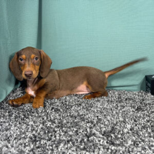 🐾 Male Dachshund Puppy for Adoption – Lincoln (Miniature Smooth-Haired, ACA Registered)