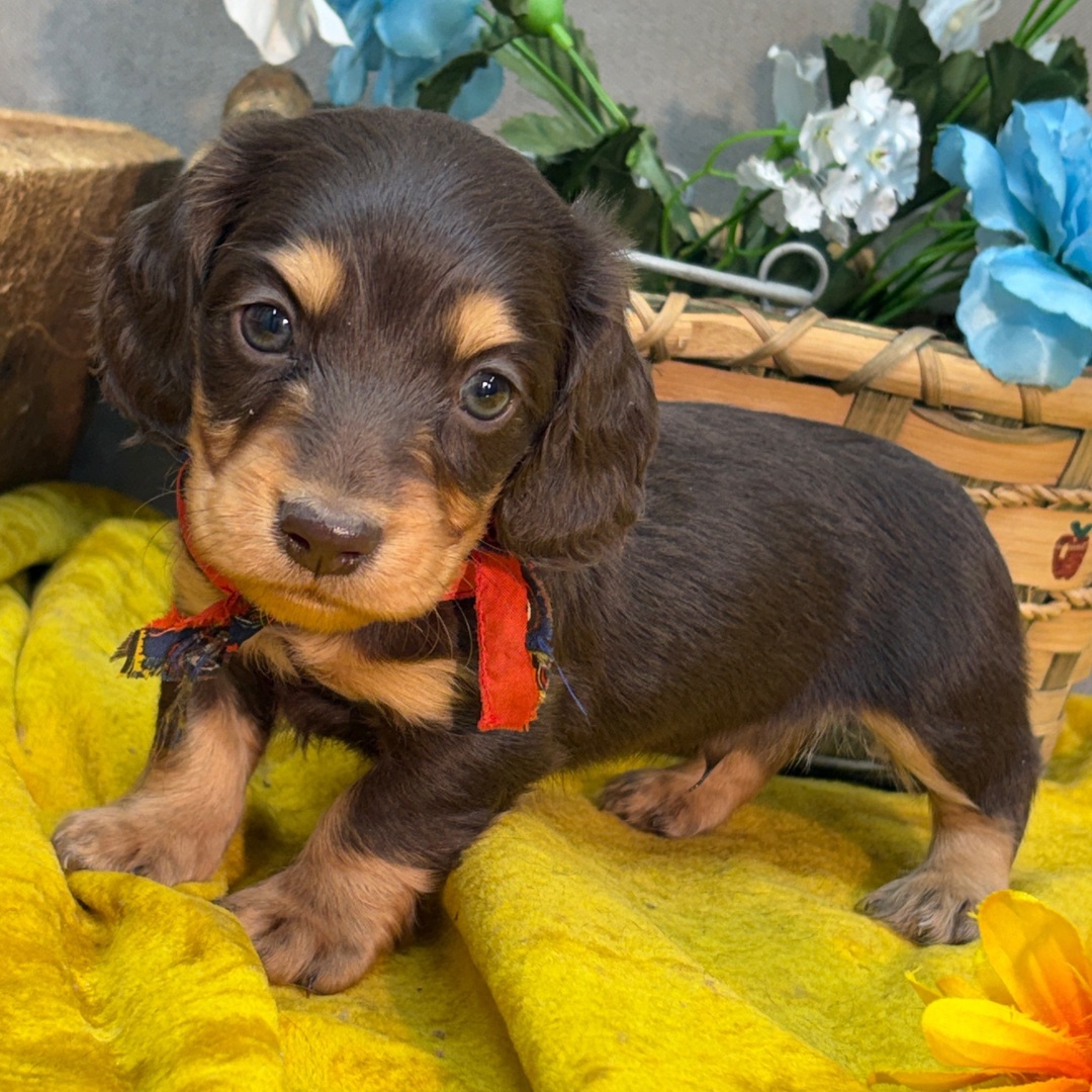 πΎ Male Dachshund Puppy for Adoption β Kyle, Miniature Long-Haired | Chocolate & Tan | AKC Registered - Image 3