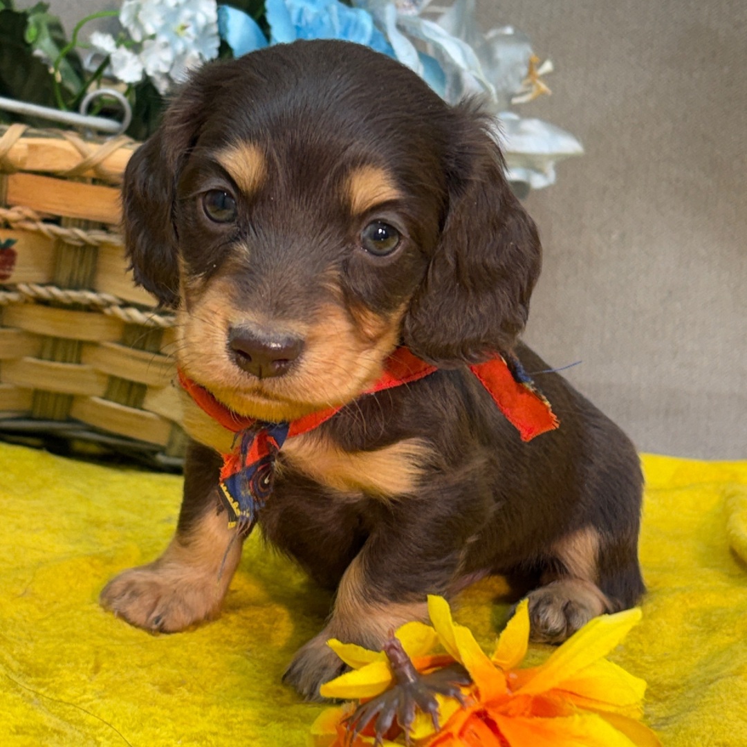 πΎ Male Dachshund Puppy for Adoption β Kyle, Miniature Long-Haired | Chocolate & Tan | AKC Registered - Image 2