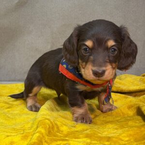 🐾 Male Dachshund Puppy for Adoption – Kyle, Miniature Long-Haired | Chocolate & Tan | AKC Registered