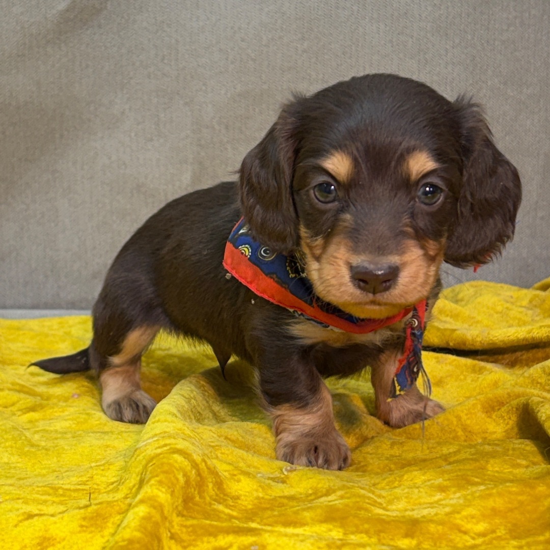 πΎ Male Dachshund Puppy for Adoption β Kyle, Miniature Long-Haired | Chocolate & Tan | AKC Registered