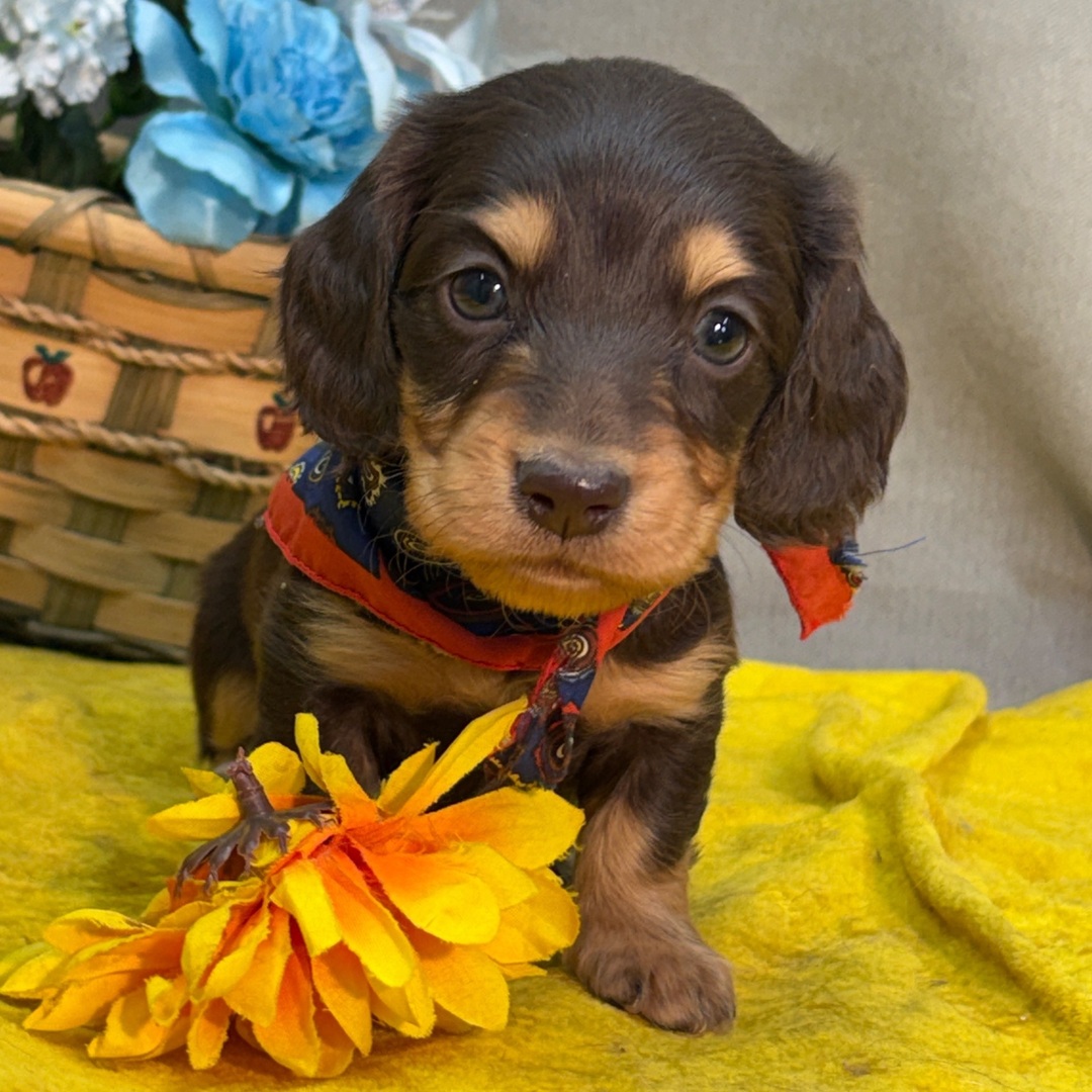 πΎ Male Dachshund Puppy for Adoption β Kyle, Miniature Long-Haired | Chocolate & Tan | AKC Registered - Image 4