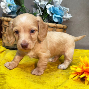 🐾 Male Dachshund Puppy for Adoption – Krater , Miniature Long-Haired | Cream | AKC Registered