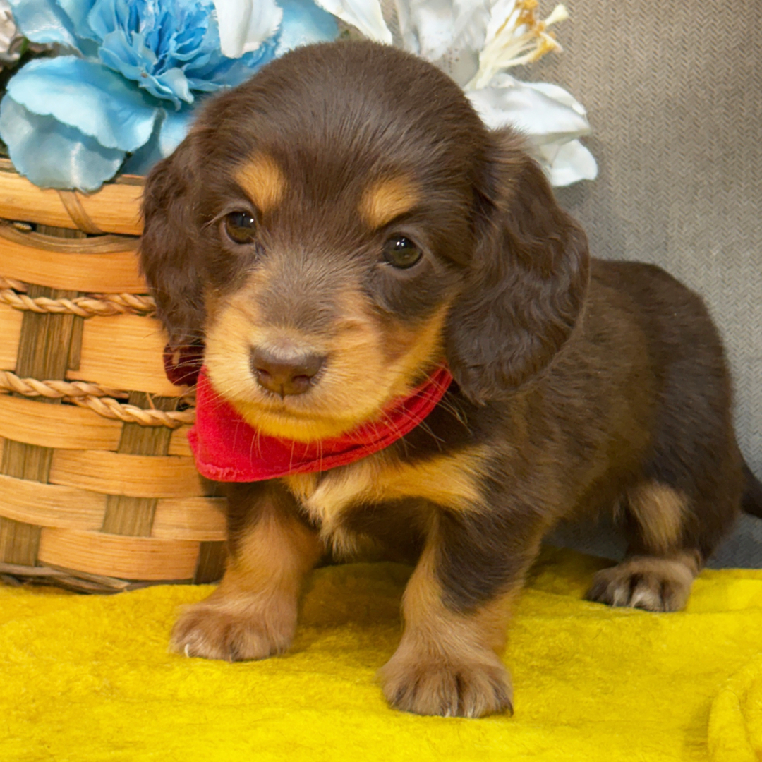 🐾 Female Dachshund Puppy for Adoption – Kits , Miniature Long-Haired | Chocolate & Tan | AKC Registered - Image 2