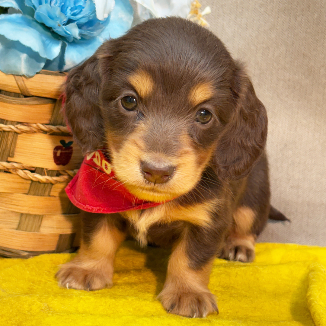 🐾 Female Dachshund Puppy for Adoption – Kits , Miniature Long-Haired | Chocolate & Tan | AKC Registered - Image 4
