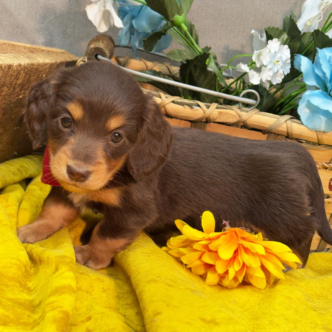 🐾 Female Dachshund Puppy for Adoption – Kits , Miniature Long-Haired | Chocolate & Tan | AKC Registered