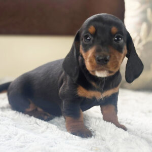 🐾 Female Dachshund Puppy for Adoption – Lottie , Miniature Smooth-Haired | Black & Tan | ICA Registered