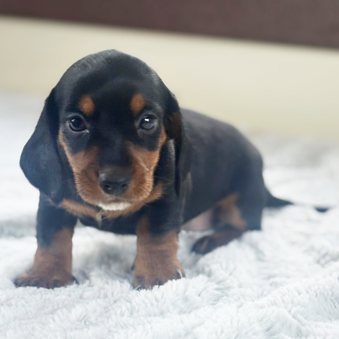 πΎ Female Dachshund Puppy for Adoption β Lottie , Miniature Smooth-Haired | Black & Tan | ICA Registered - Image 2