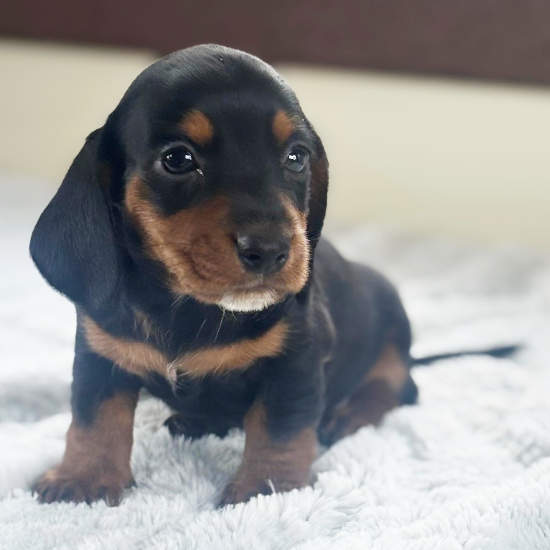 πΎ Female Dachshund Puppy for Adoption β Lottie , Miniature Smooth-Haired | Black & Tan | ICA Registered - Image 3