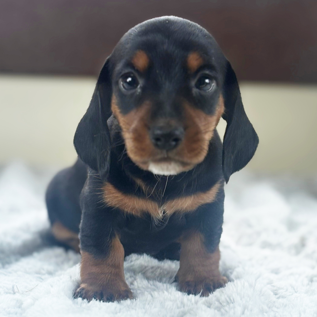 πΎ Female Dachshund Puppy for Adoption β Lottie , Miniature Smooth-Haired | Black & Tan | ICA Registered - Image 4