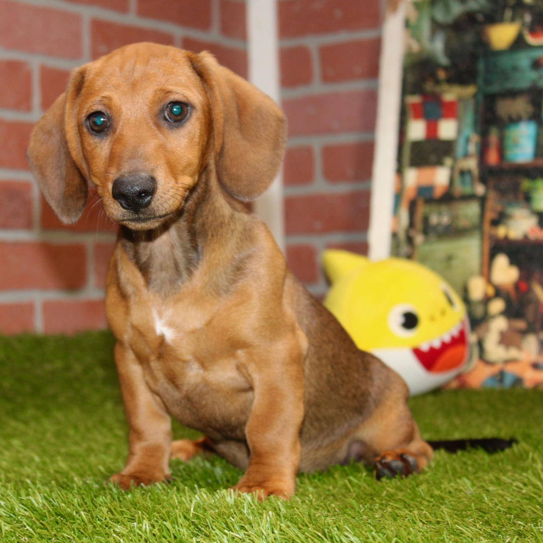 🐾 Male Dachshund Puppy for Adoption – Ivan , Miniature Smooth-Haired | Shaded Cream | APR Registered - Image 2