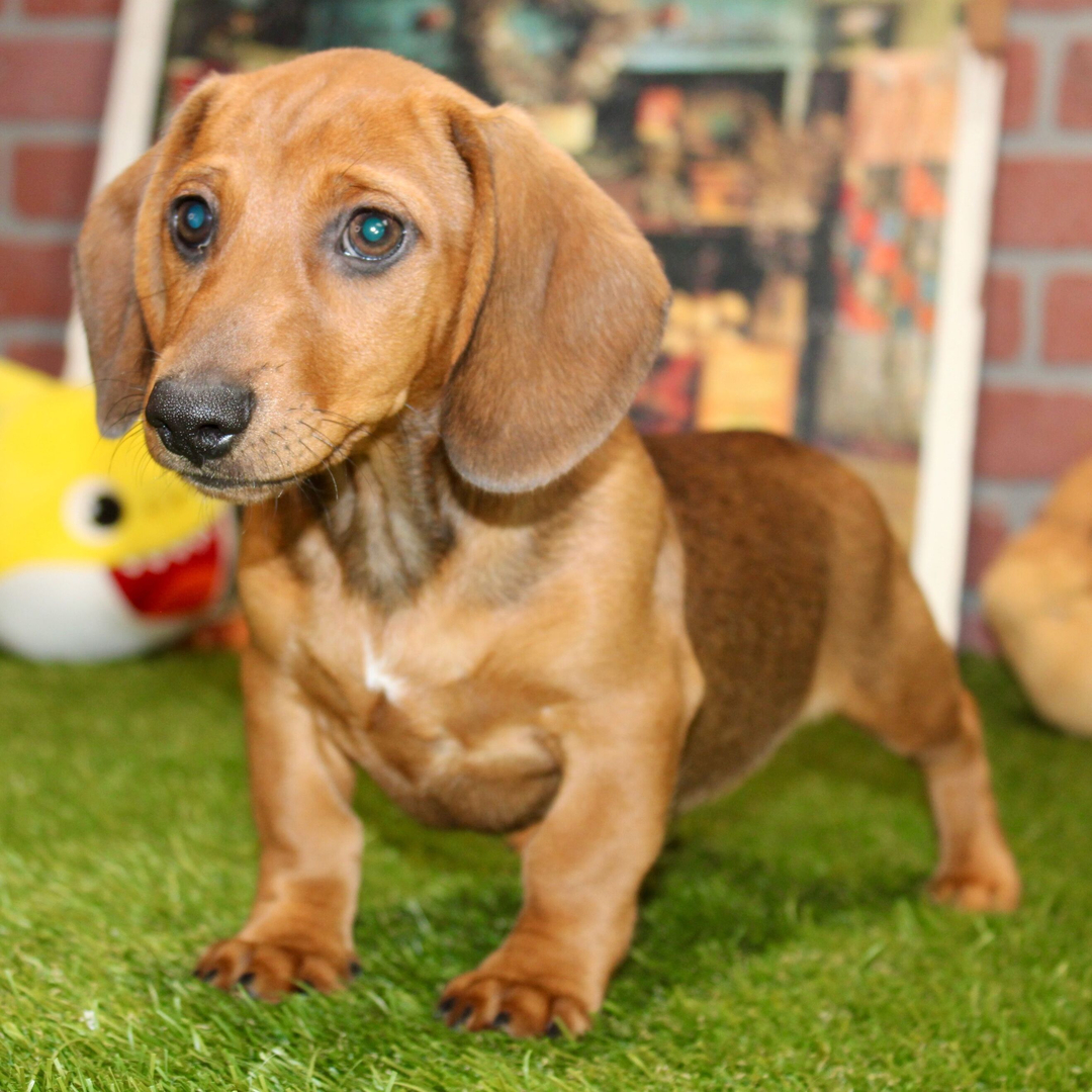🐾 Male Dachshund Puppy for Adoption – Ivan , Miniature Smooth-Haired | Shaded Cream | APR Registered - Image 4