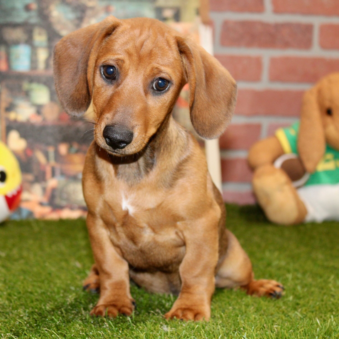 🐾 Male Dachshund Puppy for Adoption – Ivan , Miniature Smooth-Haired | Shaded Cream | APR Registered - Image 3