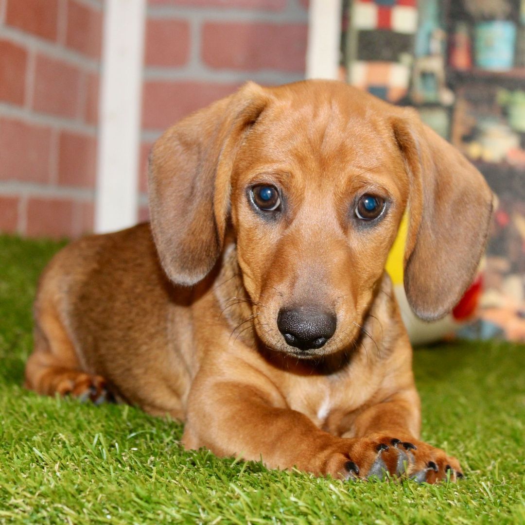 🐾 Male Dachshund Puppy for Adoption – Ivan , Miniature Smooth-Haired | Shaded Cream | APR Registered