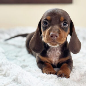 🐾 Male Dachshund Puppy for Adoption – Lorenzo , Miniature Long-Haired | Chocolate & Tan | ICA Registered
