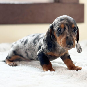 🐾 Male Dachshund Puppy for Adoption – Lebron , Miniature Long-Haired | Silver Dapple | ICA Registered