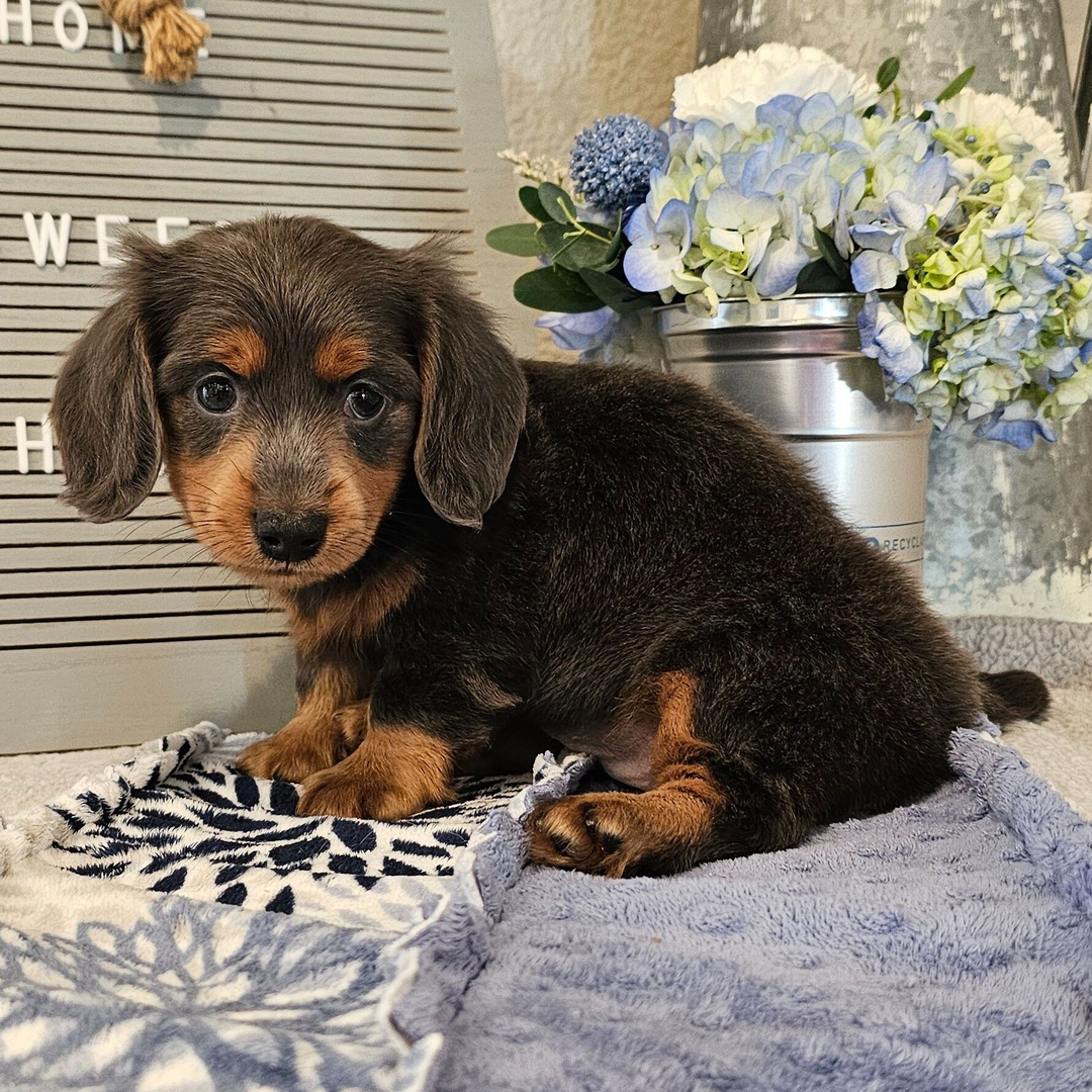 🐾 Female Dachshund Puppy for Adoption – Olivia , Miniature Long-Haired | Blue & Tan | AKC Registered - Image 2