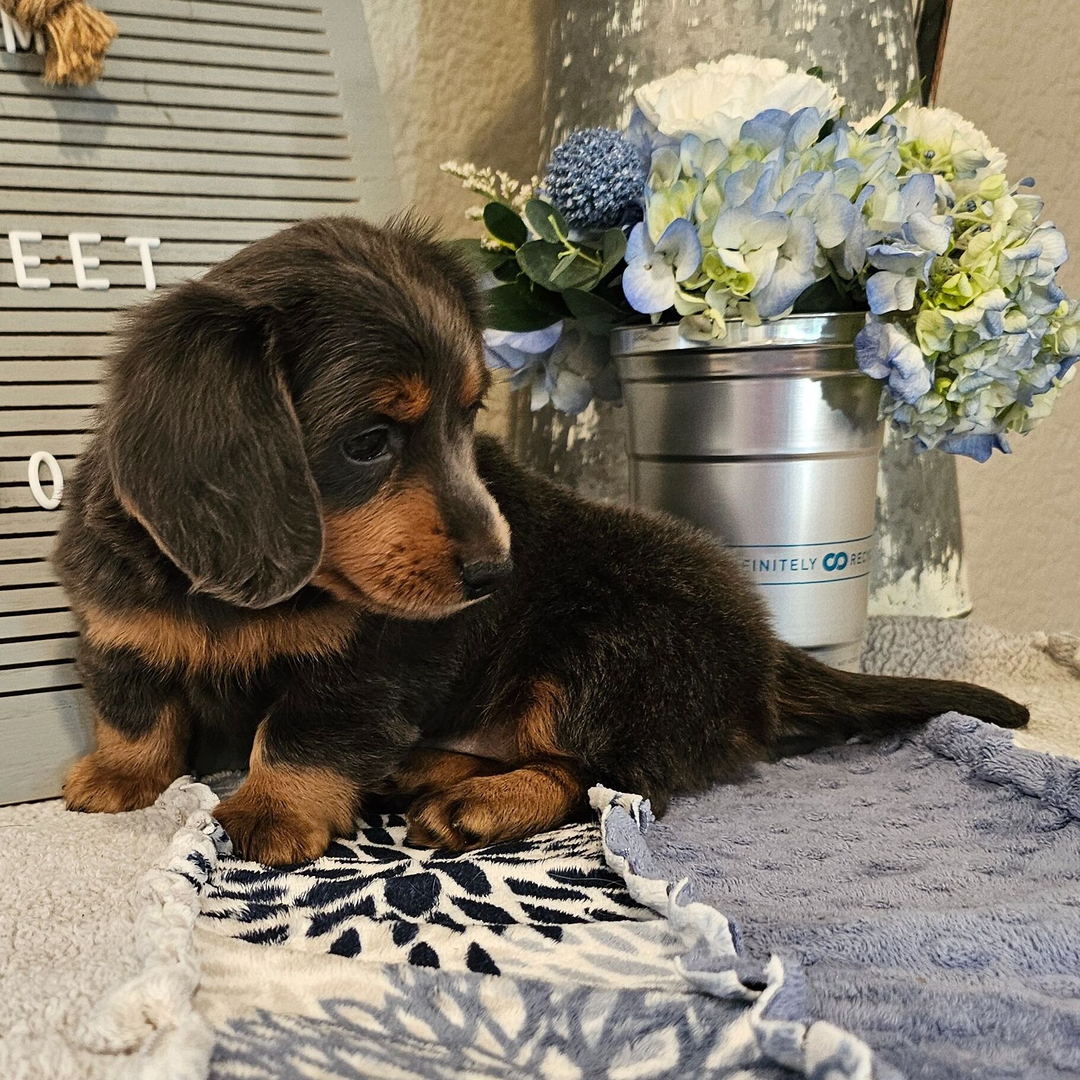 🐾 Female Dachshund Puppy for Adoption – Olivia , Miniature Long-Haired | Blue & Tan | AKC Registered - Image 3