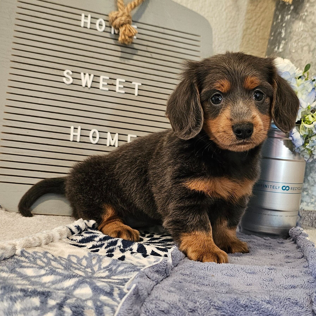 🐾 Female Dachshund Puppy for Adoption – Olivia , Miniature Long-Haired | Blue & Tan | AKC Registered - Image 4