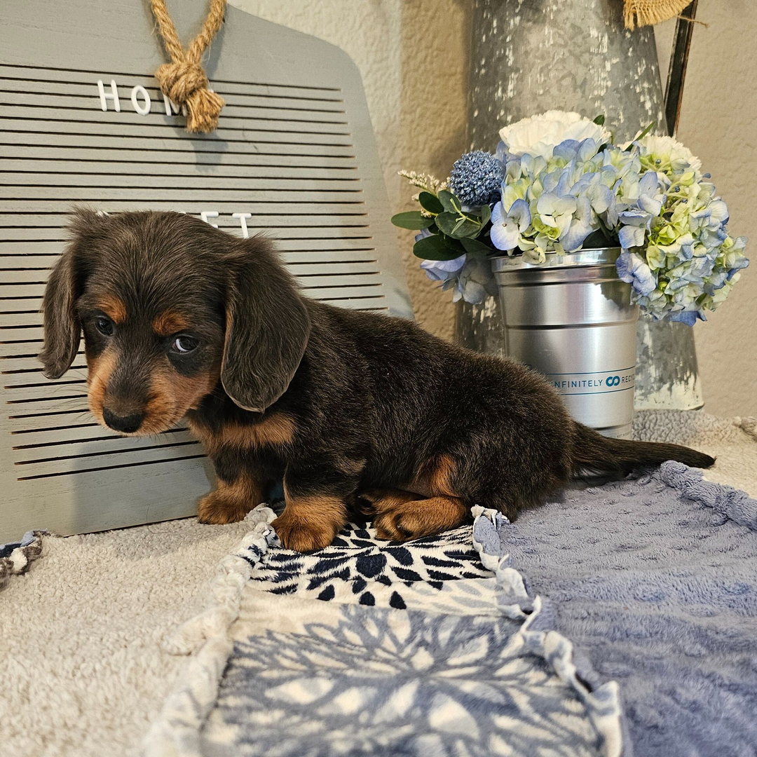 🐾 Female Dachshund Puppy for Adoption – Olivia , Miniature Long-Haired | Blue & Tan | AKC Registered