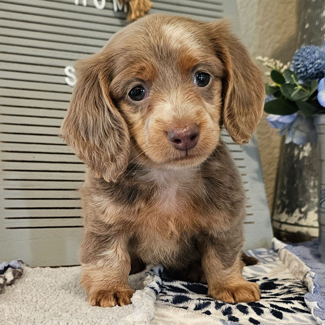 🐾 Female Dachshund Puppy for Adoption – Ophelia , Miniature Long-Haired | Fawn (Isabella) & Tan | AKC Registered - Image 2