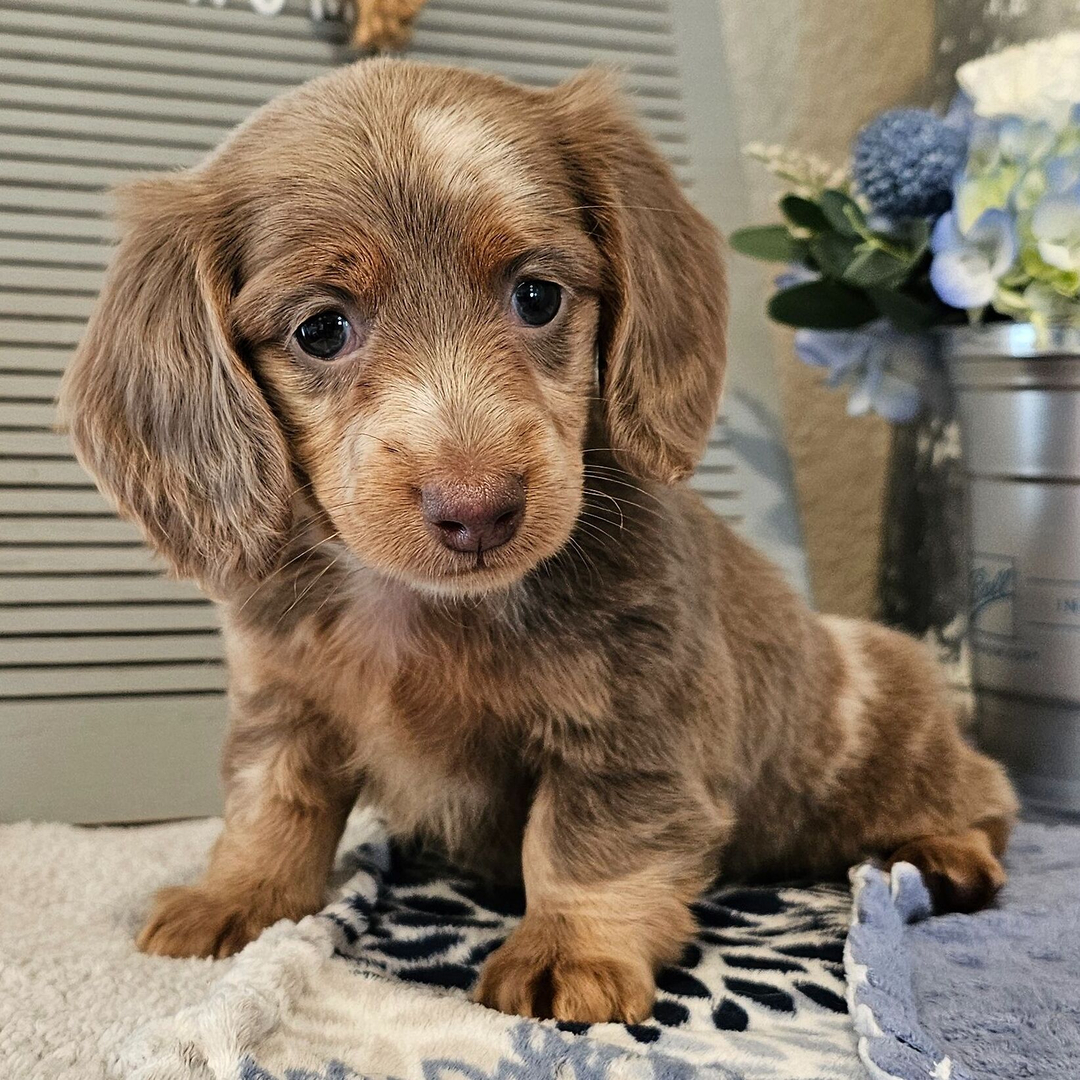 🐾 Female Dachshund Puppy for Adoption – Ophelia , Miniature Long-Haired | Fawn (Isabella) & Tan | AKC Registered - Image 3