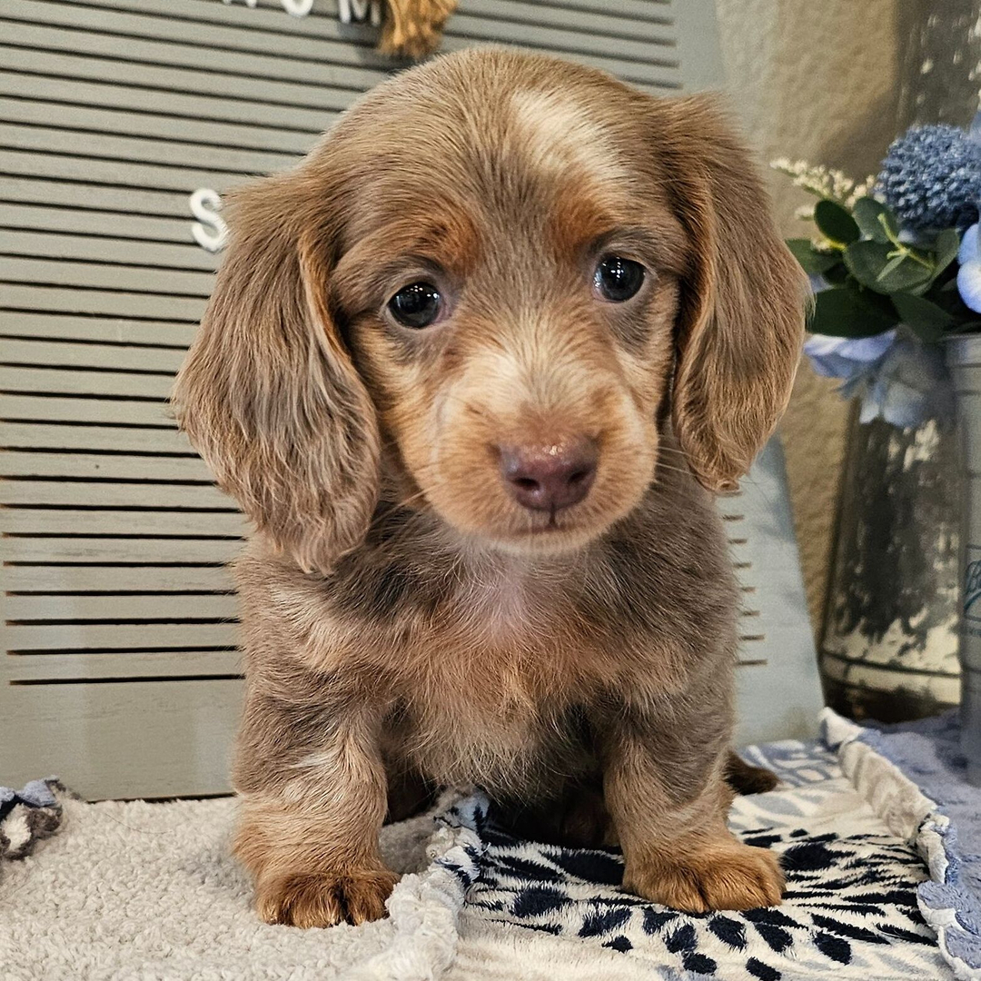 🐾 Female Dachshund Puppy for Adoption – Ophelia , Miniature Long-Haired | Fawn (Isabella) & Tan | AKC Registered - Image 4