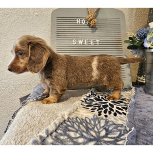 🐾 Female Dachshund Puppy for Adoption – Ophelia ,  Miniature Long-Haired | Fawn (Isabella) & Tan | AKC Registered