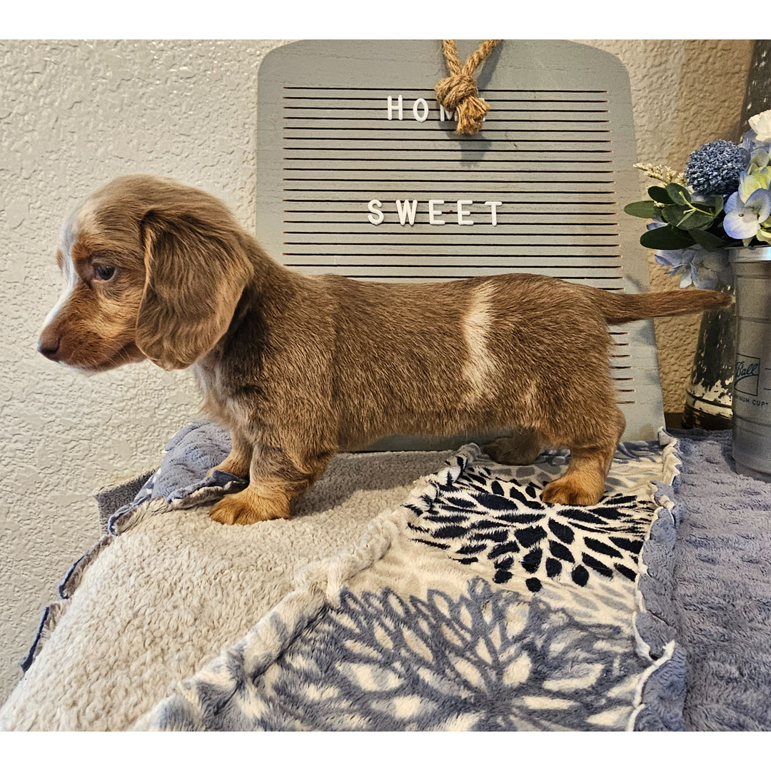 🐾 Female Dachshund Puppy for Adoption – Ophelia , Miniature Long-Haired | Fawn (Isabella) & Tan | AKC Registered