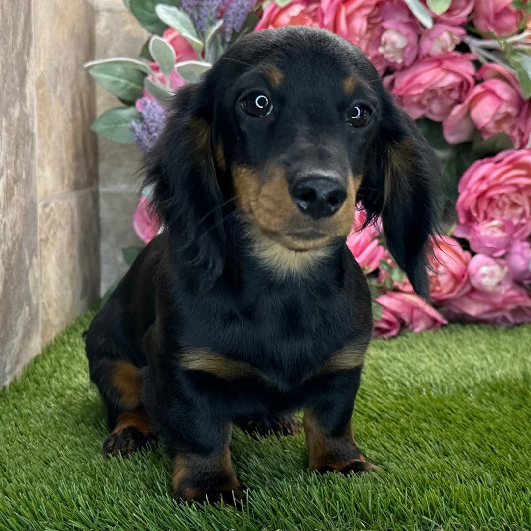 🐾 Female Dachshund Puppy for Adoption – Apricot , Miniature Long-Haired | Black & Tan | AKC Registered