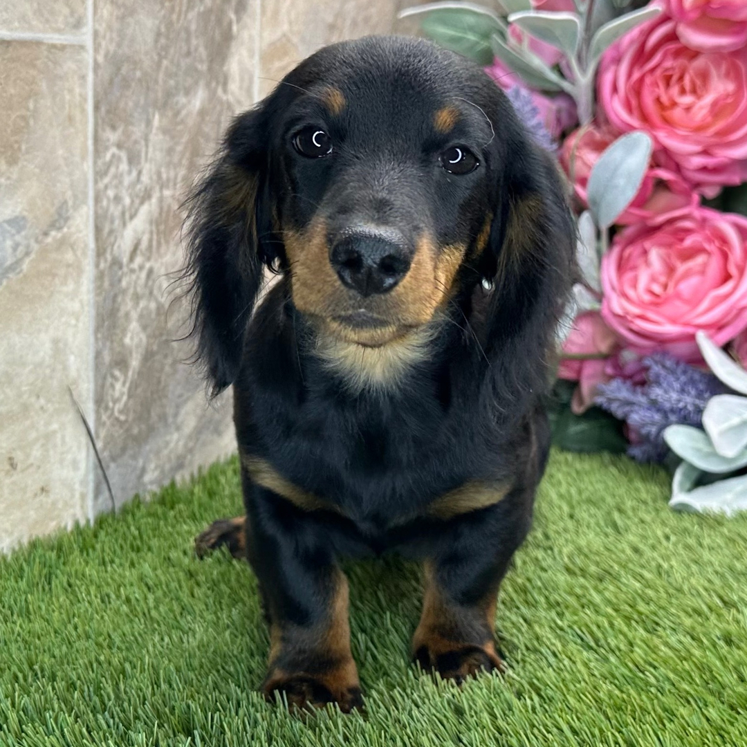🐾 Female Dachshund Puppy for Adoption – Apricot , Miniature Long-Haired | Black & Tan | AKC Registered - Image 3