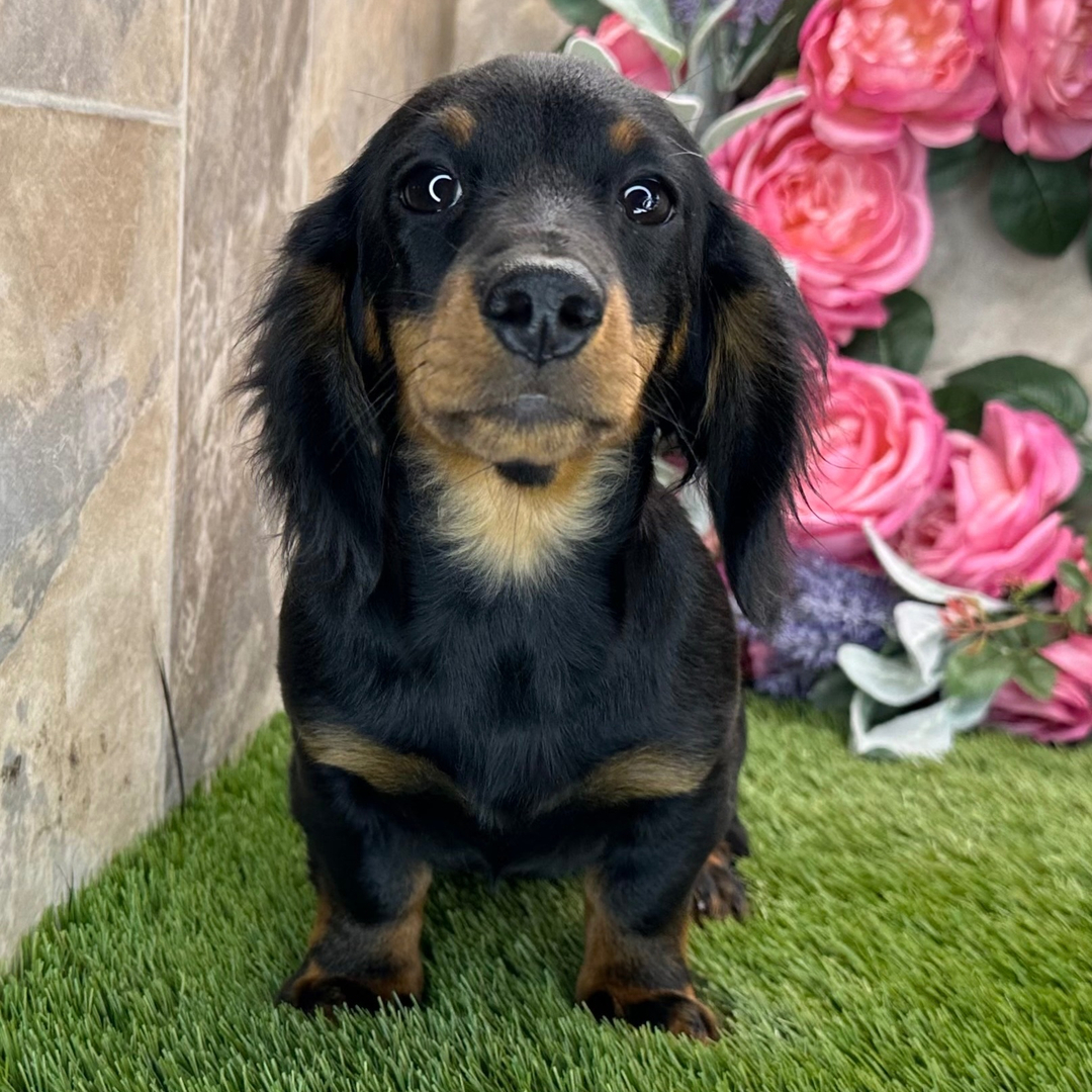 🐾 Female Dachshund Puppy for Adoption – Apricot , Miniature Long-Haired | Black & Tan | AKC Registered - Image 4