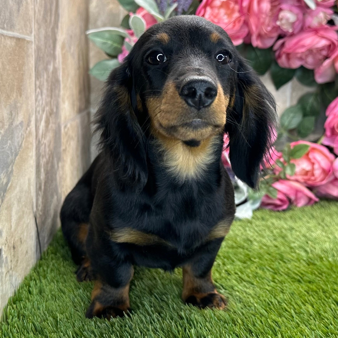 🐾 Female Dachshund Puppy for Adoption – Apricot , Miniature Long-Haired | Black & Tan | AKC Registered - Image 2