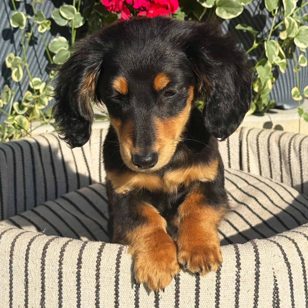 🐾 Female Dachshund Puppy for Adoption – Lucy , Miniature Long-Haired | Black & Tan | UABR Registered - Image 2
