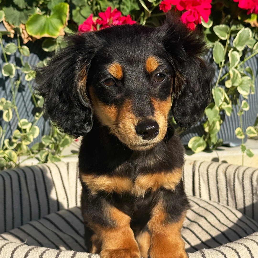 🐾 Female Dachshund Puppy for Adoption – Lucy , Miniature Long-Haired | Black & Tan | UABR Registered - Image 3