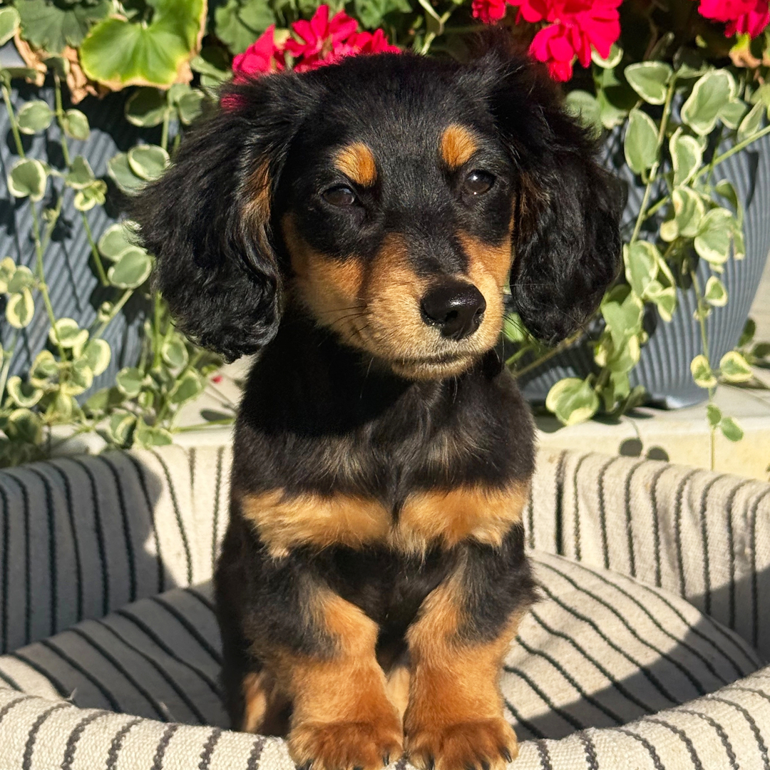 🐾 Female Dachshund Puppy for Adoption – Lucy , Miniature Long-Haired | Black & Tan | UABR Registered - Image 4