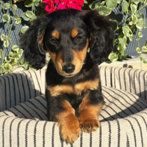 🐾 Female Dachshund Puppy for Adoption – Lucy ,  Miniature Long-Haired | Black & Tan | UABR Registered