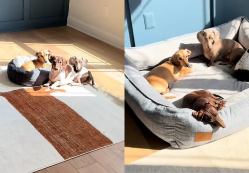 How to Prepare Your Home for a Dachshund Puppy