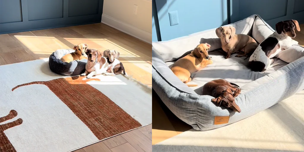 How to Prepare Your Home for a Dachshund Puppy