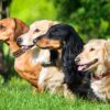 Long-Haired vs Smooth-Haired Dachshunds Puppy – Which Is Right for You?