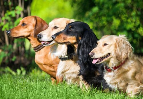 Long-Haired vs Smooth-Haired Dachshunds Puppy – Which Is Right for You?