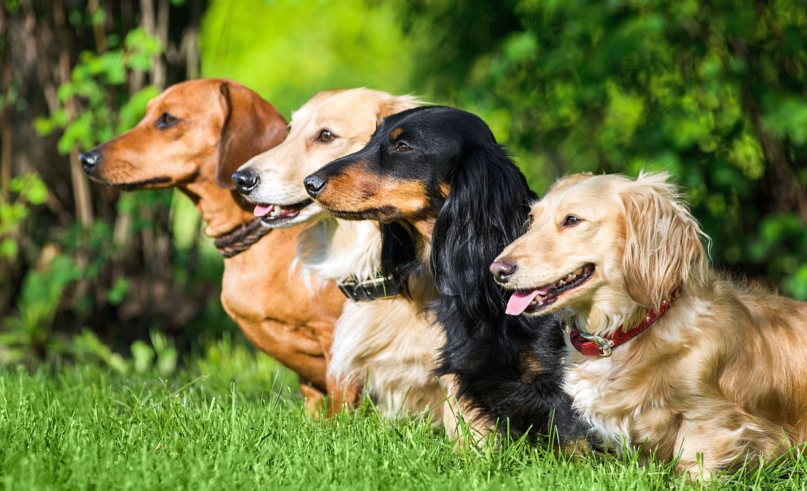Long-Haired vs Smooth-Haired Dachshunds Puppy – Which Is Right for You?