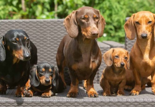 The Ultimate Guide to Adopting a Dachshund Puppy in 2026