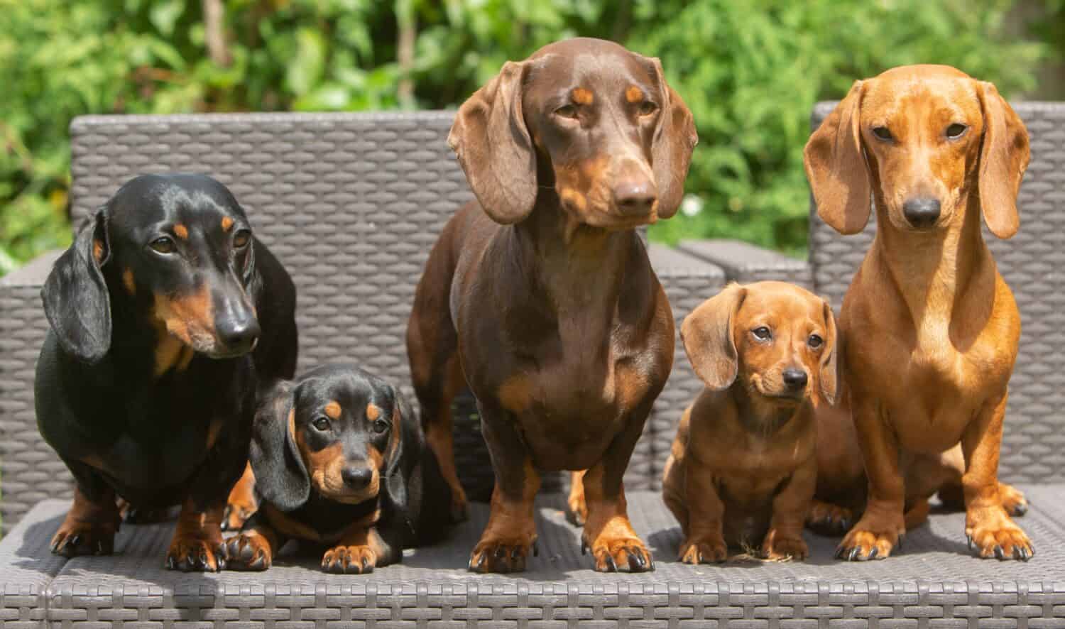 The Ultimate Guide to Adopting a Dachshund Puppy in 2026
