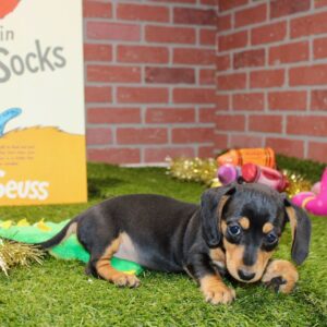 🐾 Female Dachshund Puppy for Adoption – Stella Miniature Smooth-Haired | Black & Tan | AKC Registered