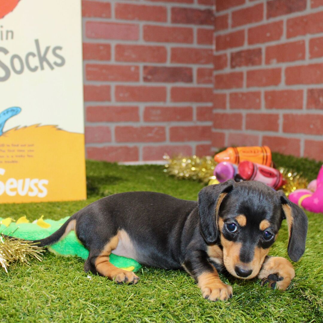 πΎ Female Dachshund Puppy for Adoption β Stella Miniature Smooth-Haired | Black & Tan | AKC Registered